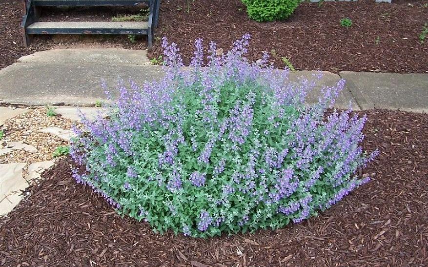 Nepeta racemosa "Walker's Low"