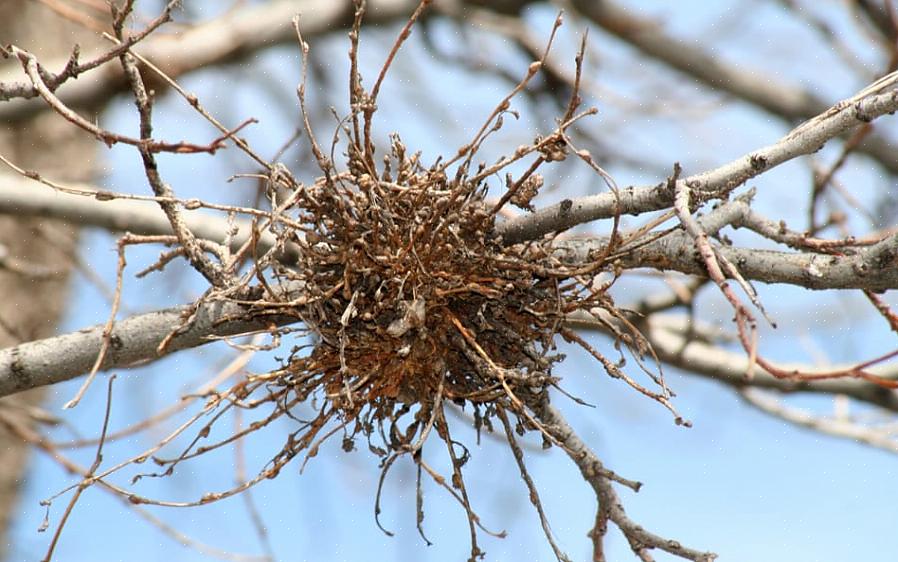 La scopa delle streghe non è sempre causata da un parassita o da una malattia