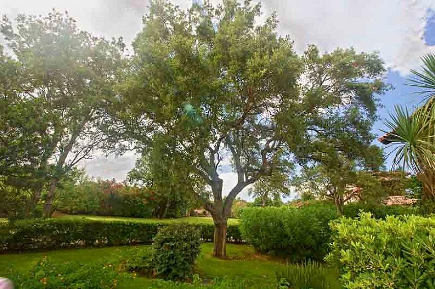 Il nome botanico del cerro è Quercus cerris