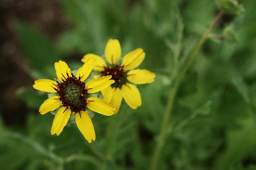 La margherita al cioccolato è una scelta ovvia per il profumato giardino fiorito