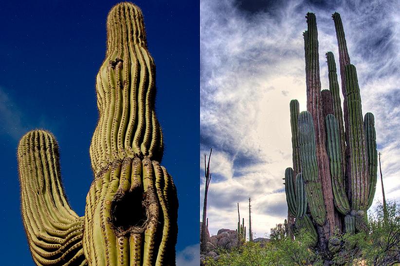 Il cactus saguaro è protetto