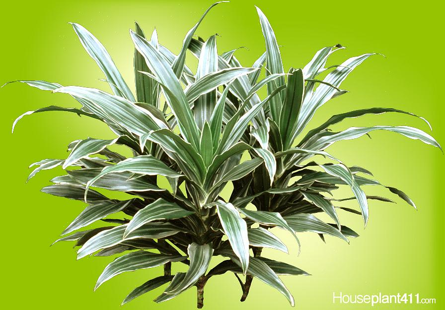 Il genere Dracaena ha fornito alcune delle piante d'appartamento più robuste oggi disponibili