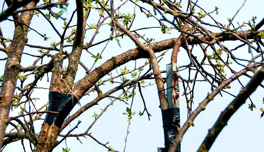 Ma per un albero speciale con una ferita grave