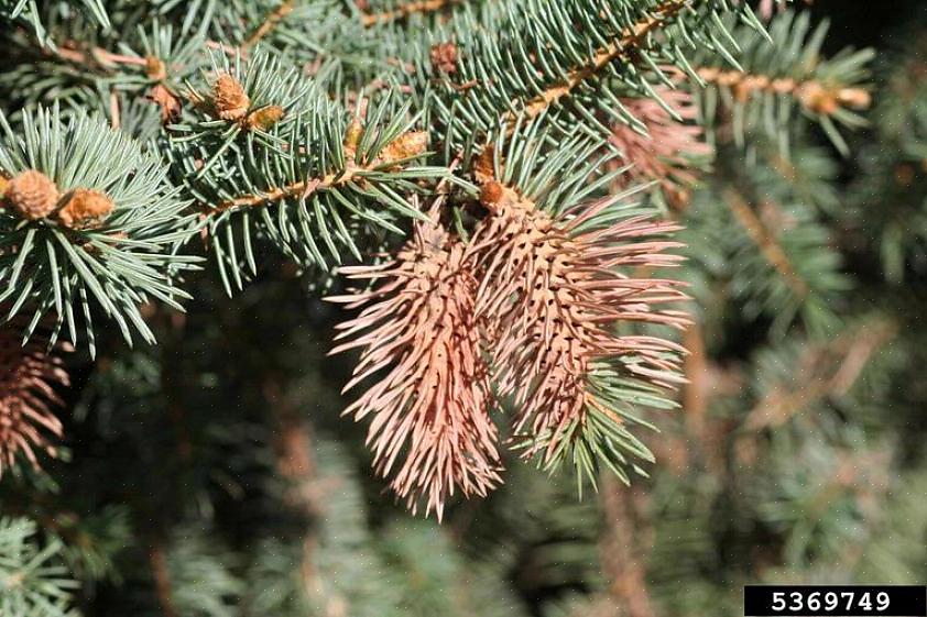 Se il capo dell'abete rosso nano dell'Alberta sta bene