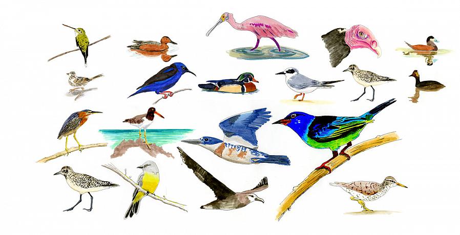Quali specie contano per un elenco di uccelli