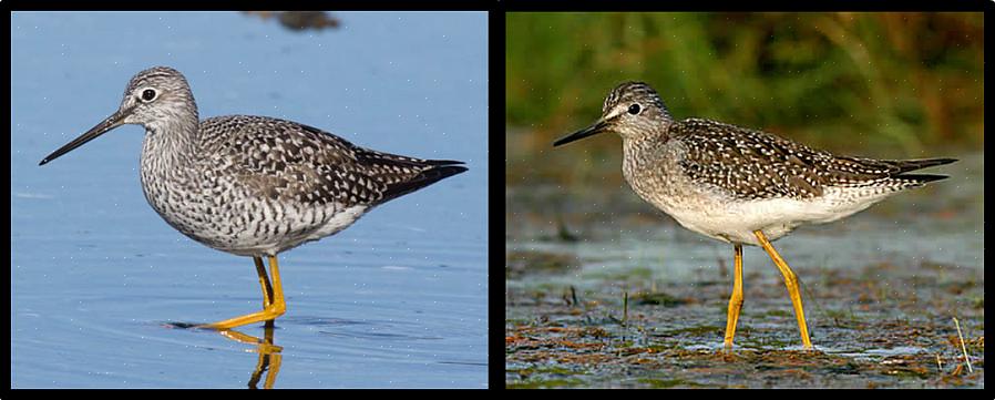 Mentre il becco del yellowlegs minore è appena più lungo della lunghezza della sua testa