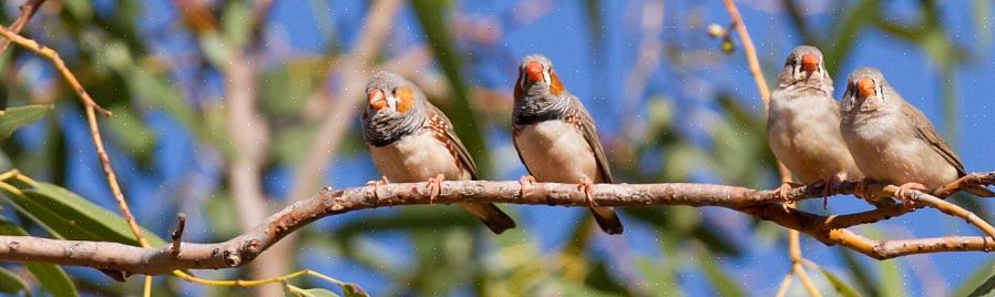 Australian Zebra Finch