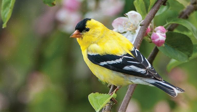 La colorazione generale dei cardellini europei invernali è un'abbronzatura opaca con un caldo lavaggio