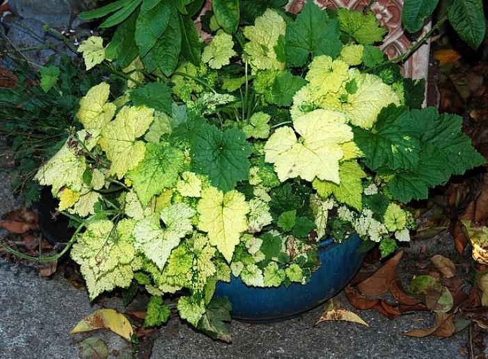 La tolmiea cresce in un cumulo di foglie larghe