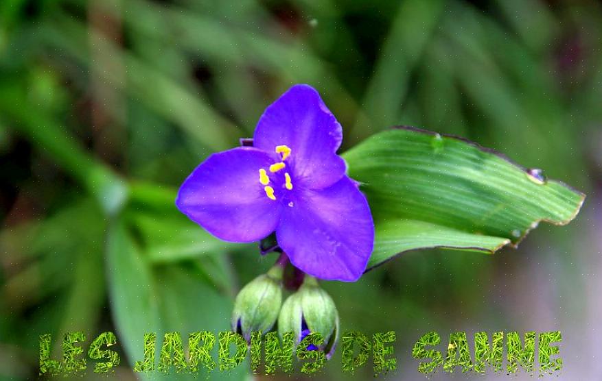 Che godono dello stesso terreno umido che preferisce la spiderwort