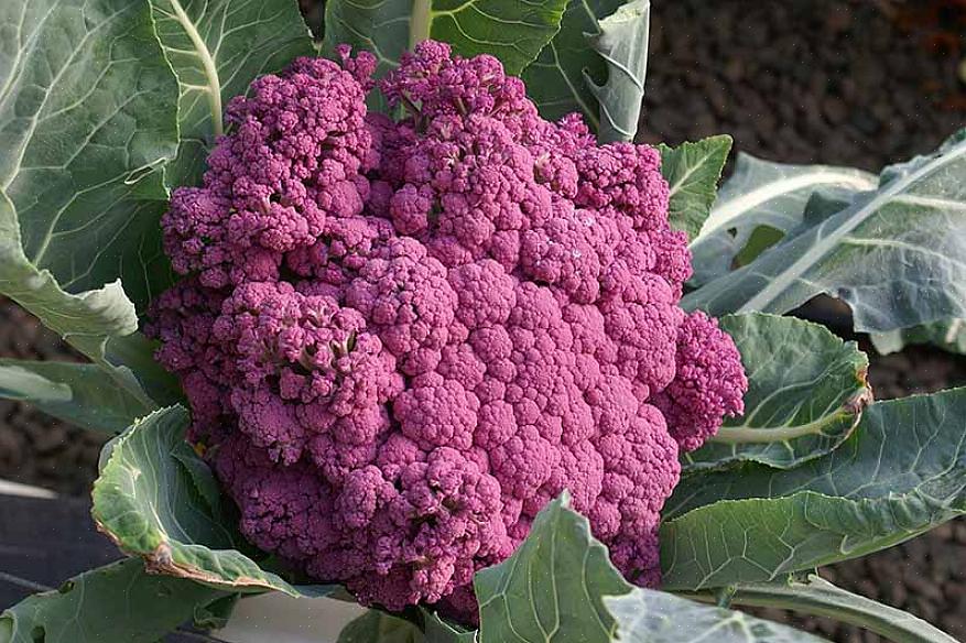 Devi sbollentare il cavolfiore coprendo la testa in via di sviluppo con le foglie