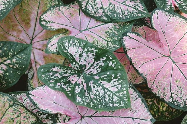 I caladium sono una pianta stagionale