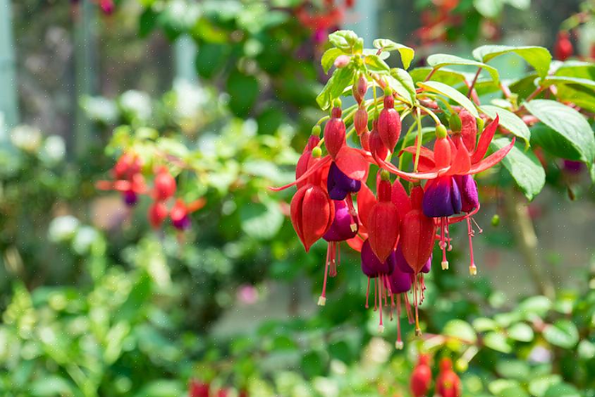 Il fucsia apprezza la luce intensa ma non dovrebbe essere esposto al pieno sole a meno che non si riesca