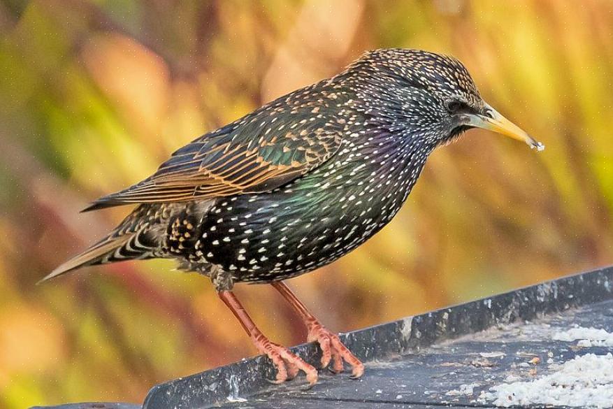 Lo storno europeo adulto è un uccello attraente con colori vivaci