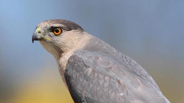 La lunga coda del falco di Cooper risalta in volo