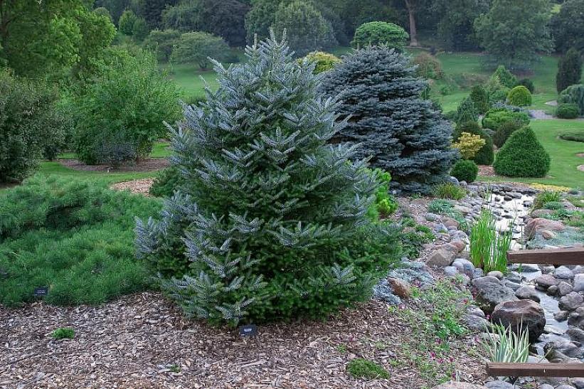 Questo albero è un membro del genere Abies (abete)