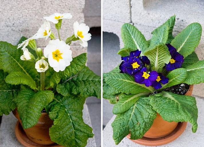 La primula è in realtà un'eccellente pianta in vaso da interno per fioriture invernali o primaverili