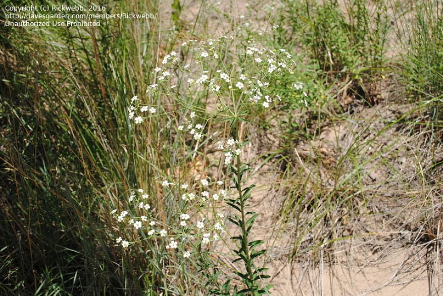 Le piante di Baby's-Breath Euphorbia (Euphorbia hypericifolia) sembrano grappoli schiumosi di fiori ariosi