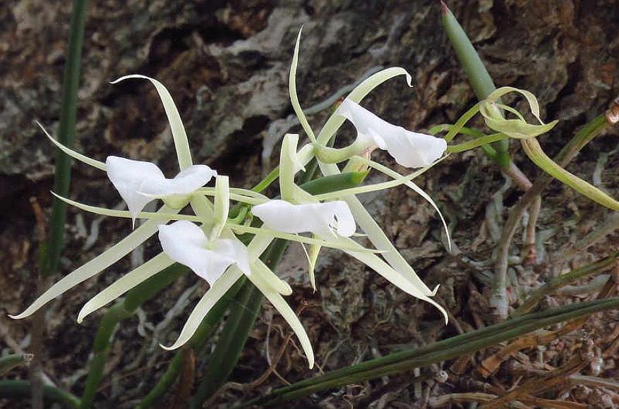 Le orchidee Brassavola sono impollinate dalle tarme