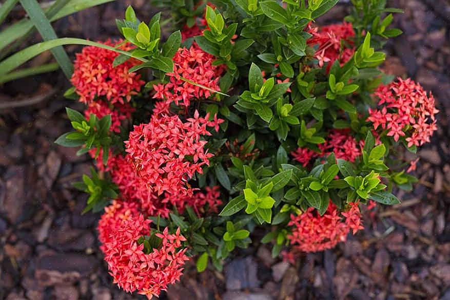 Ma Ixora coccinea è l'unica comunemente coltivata