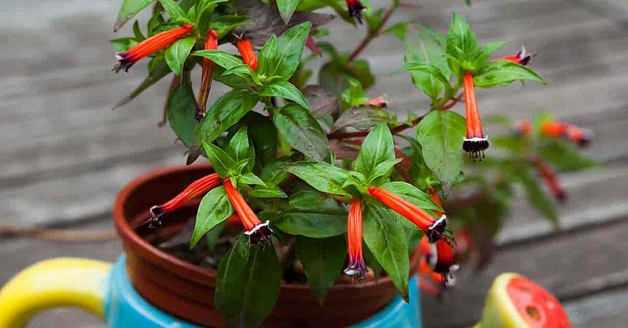 La pianta del bulbo oculare offre ai giardinieri una pianta da giardino insolita che è anche carina