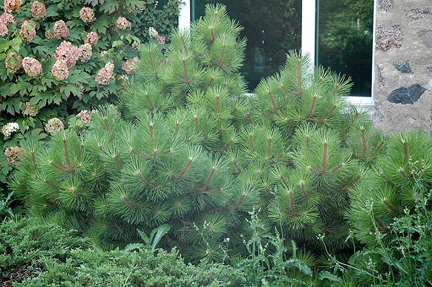 Il pino austriaco (Pinus nigra) potrebbe essere la conifera perfetta per il paesaggio della tua città