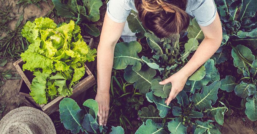 Potresti già mettere a frutto i tuoi fondi di caffè nel giardino fiorito