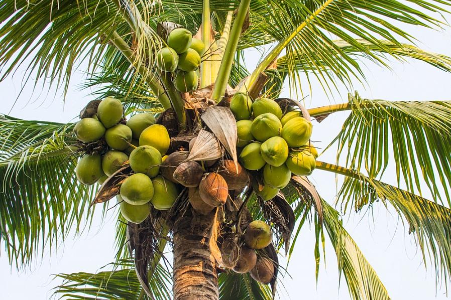 Le noci di cocco possono raggiungere facilmente i 100 metri o più