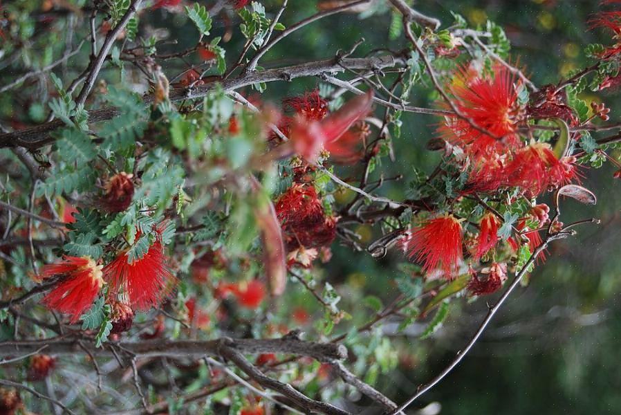 Le fioriture di Fairy Duster sono soffici palline di fiori rossi o rosa con un aspetto piumato larghe circa