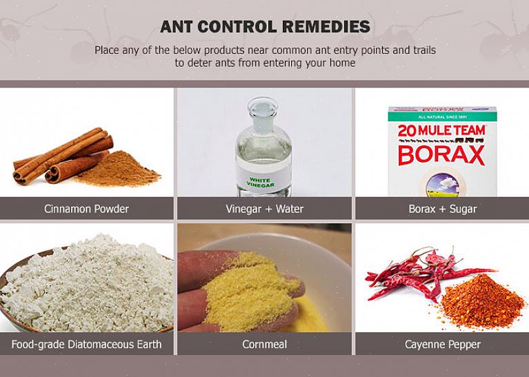 Le formiche non amano il borace