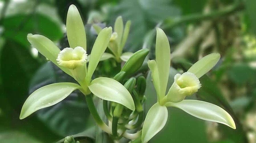 L'orchidea vaniglia non è una pianta facile da coltivare per i principianti