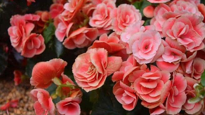 Sebbene questa sia la stessa pianta della begonia Rieger