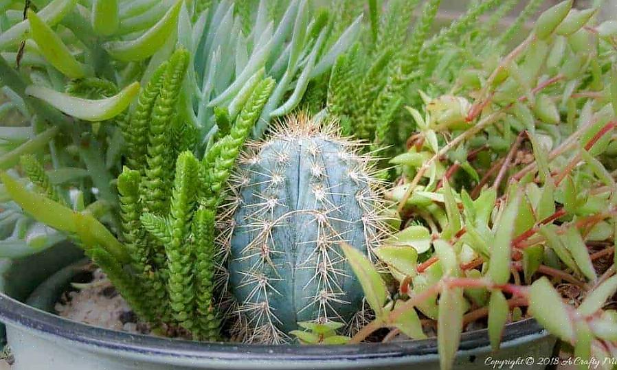 Ci sono molti cactus Pilosocereus interessanti oltre a P