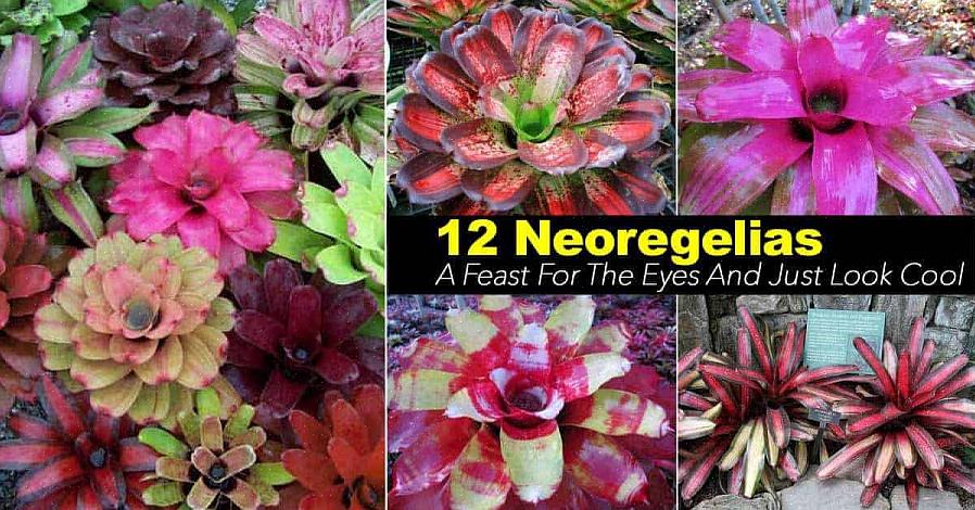 La specie di Neoregelia di gran lunga più comune osservata nei garden center è la Neoregelia carolinae