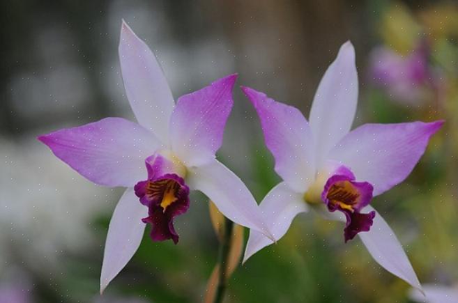Il genere Laelia appena definito contiene solo poche orchidee Laelia messicane