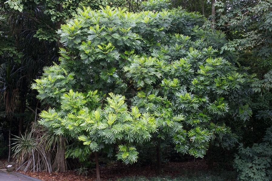 La chioma dell'albero di felce giapponese è sferica