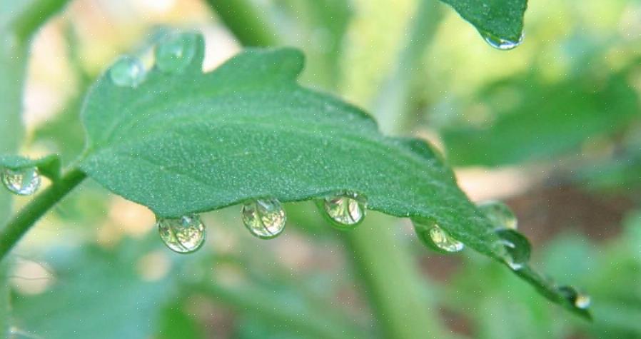 Riduci la quantità di acqua che innaffi le tue piante