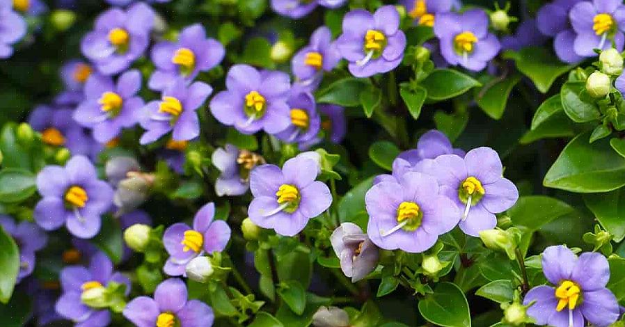 Le violette persiane sono imparentate con gli impatiens piuttosto che con le violette