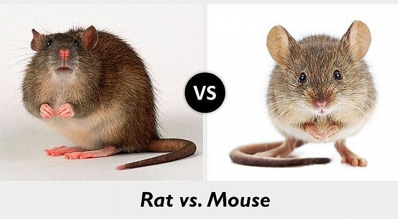 Le specie di ratto più comuni in Europa sono il ratto norvegese