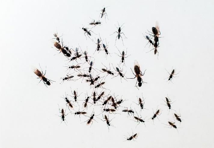 Mentre le formiche carpentiere possono essere trovate che nidificano nel legno secco