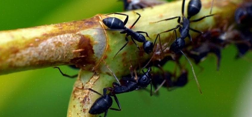 Ma formiche diverse hanno preferenze alimentari diverse