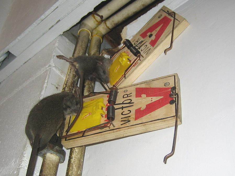 Dove devo mettere trappole per topi
