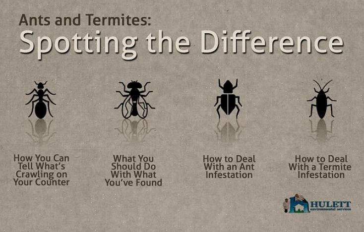Una termite ha ali di uguale dimensione