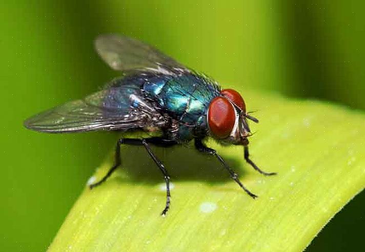 Gli attrattivi del cibo per mosche possono essere molto maleodoranti