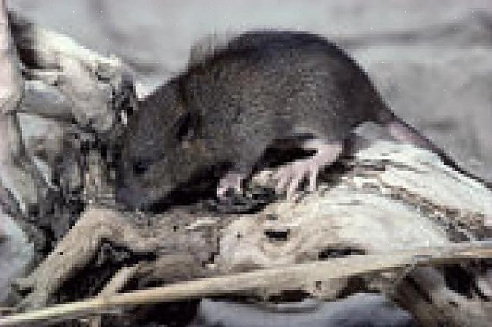 Puoi aiutare il tuo tecnico di controllo dei parassiti a liberare la tua casa da un problema di topo o ratto