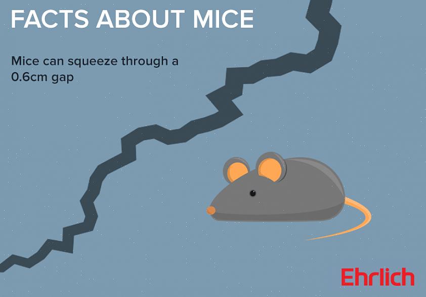 I metodi di controllo dei parassiti che avranno successo sono diversi anche per ratti