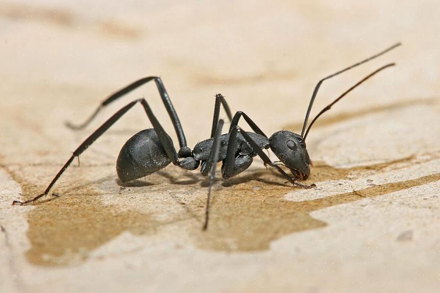 Se hai determinato di avere effettivamente un'infestazione di formiche carpentiere in casa