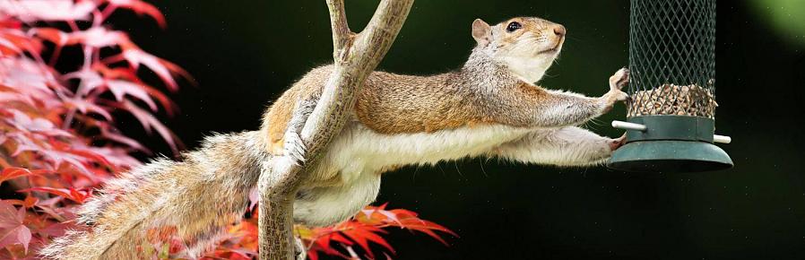 Gli scoiattoli sono una parte naturale dell'ambiente