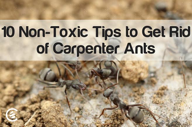 Il primo passo fondamentale per eliminare un'infestazione di formiche è identificare le tracce utilizzate