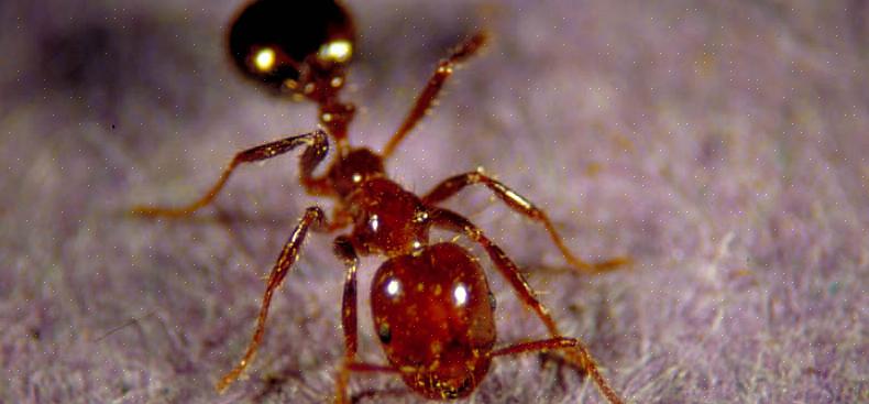 Le formiche di campo sono una delle formiche più comuni viste all'aperto